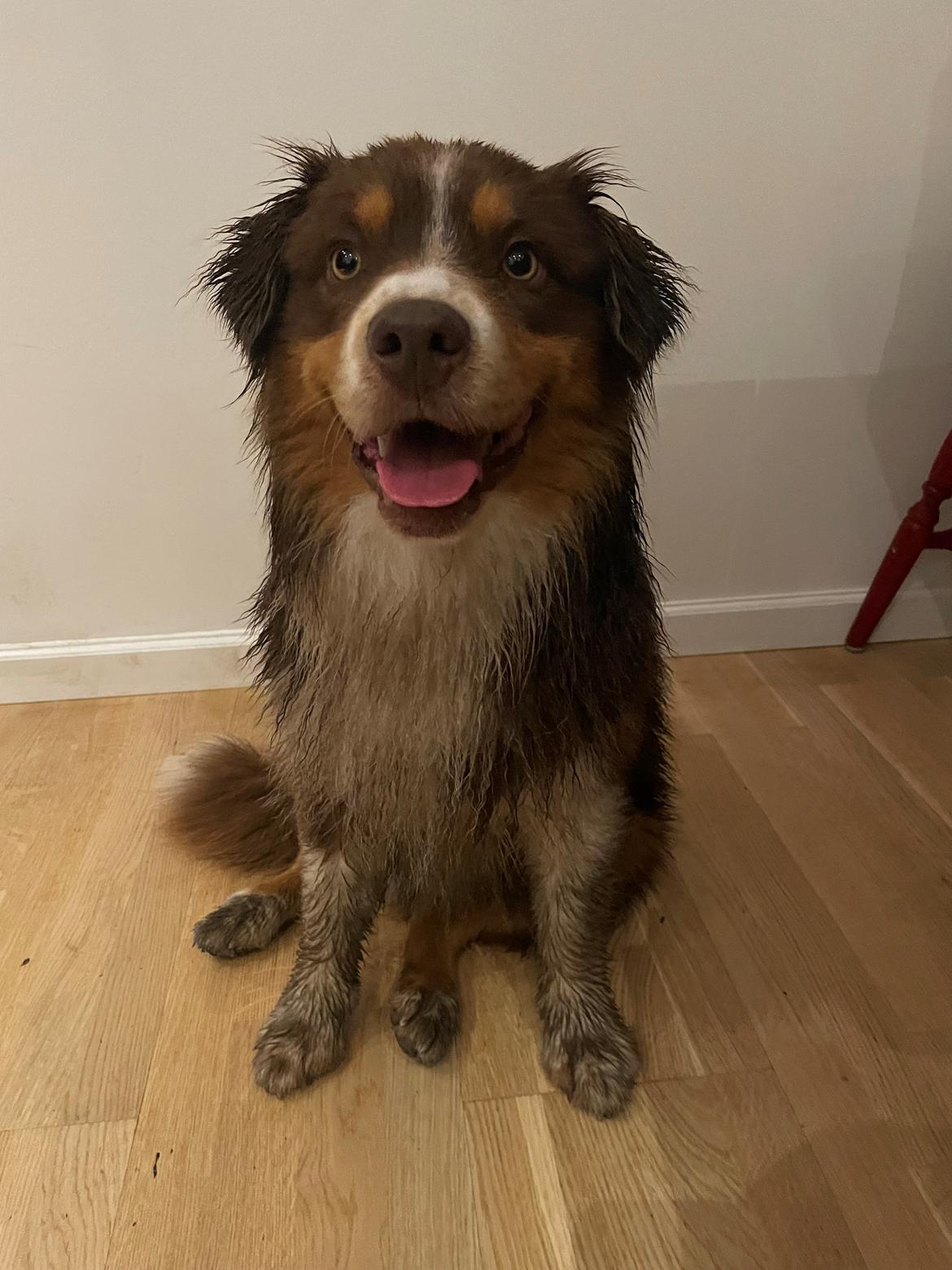Miniature American Shepherd Obi  billede 17