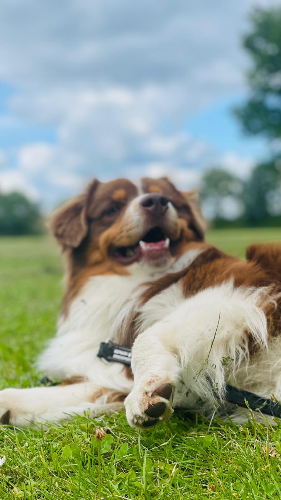 Miniature American Shepherd Obi  billede 14