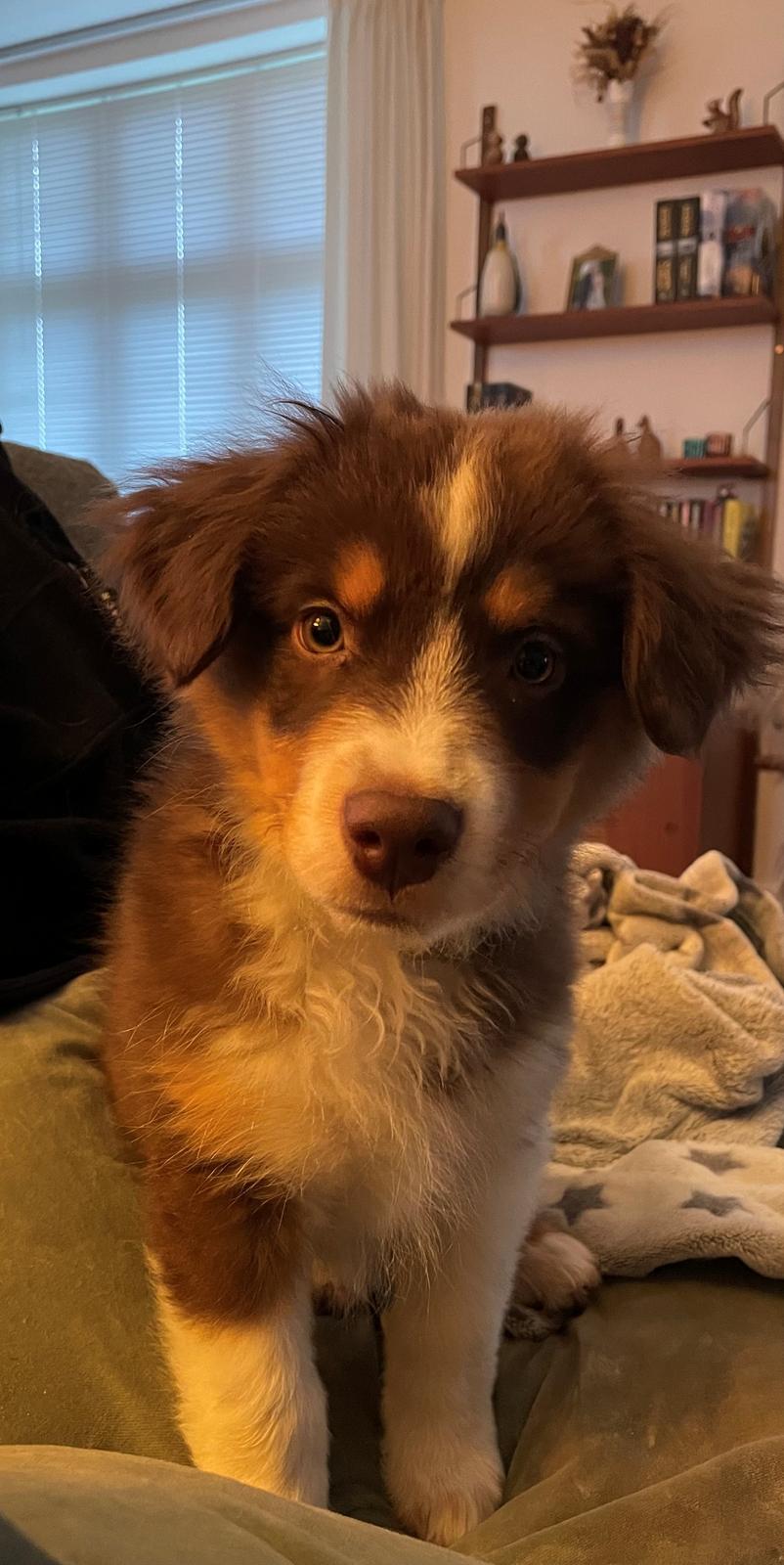 Miniature American Shepherd Obi  billede 2
