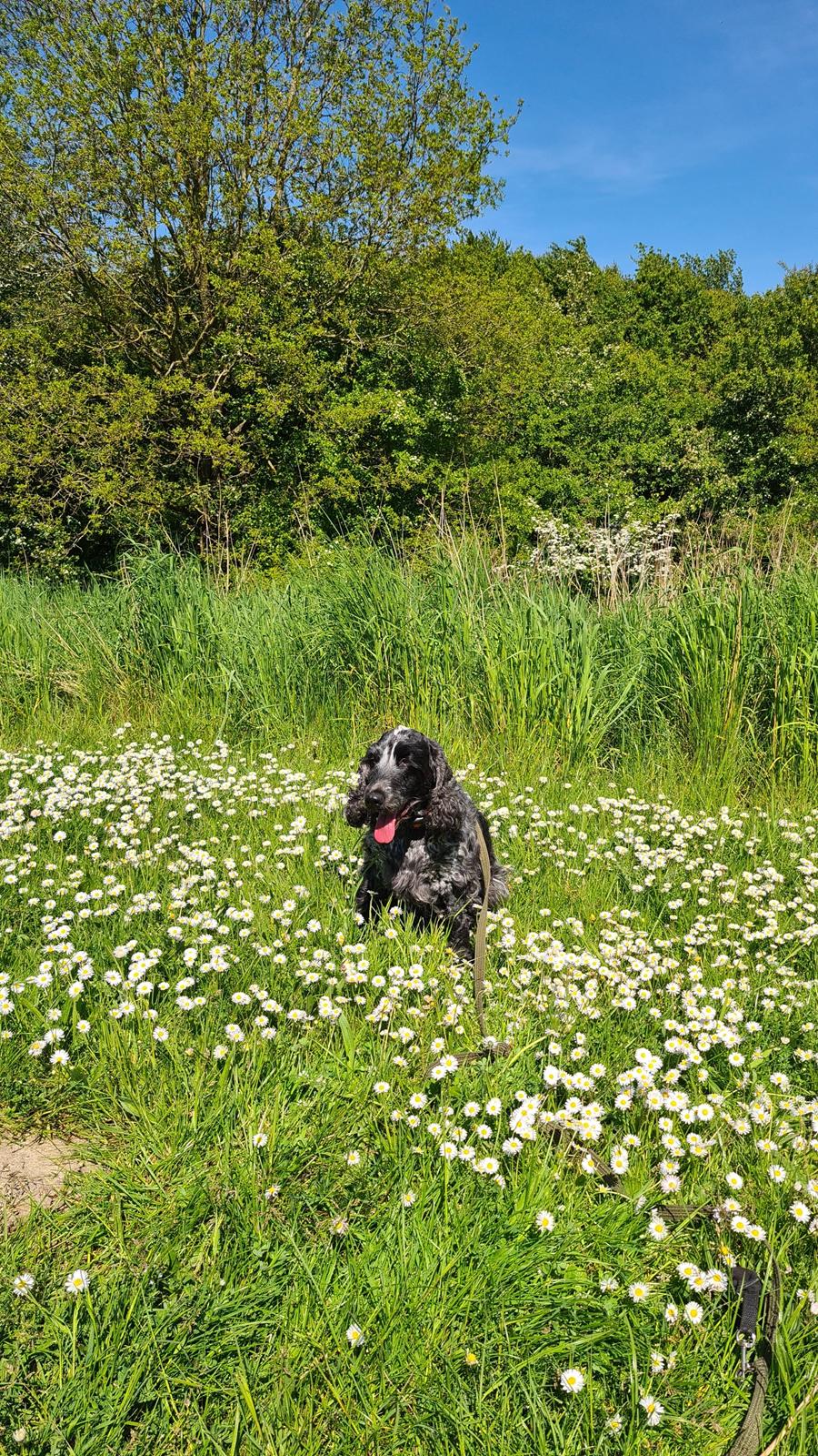 Cocker spaniel Cookie - Cookie 4 år billede 9