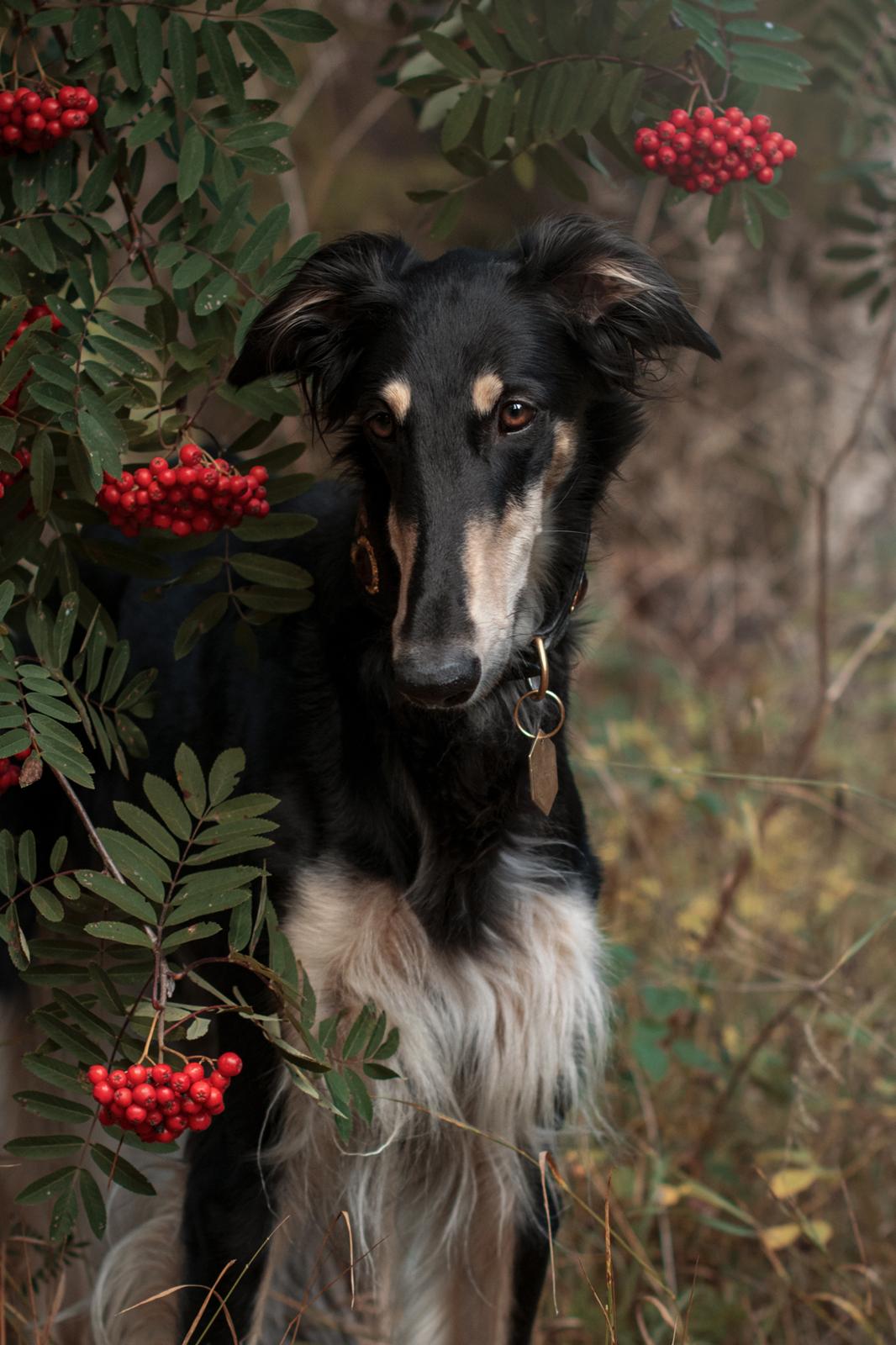 Borzoi Falka billede 2