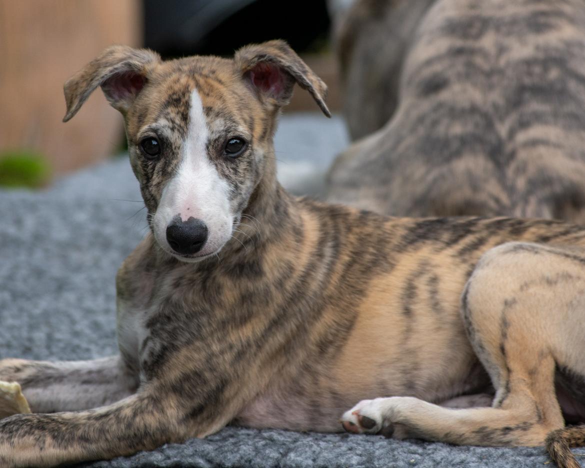 Whippet Jasmina - 10 uger gammel billede 1