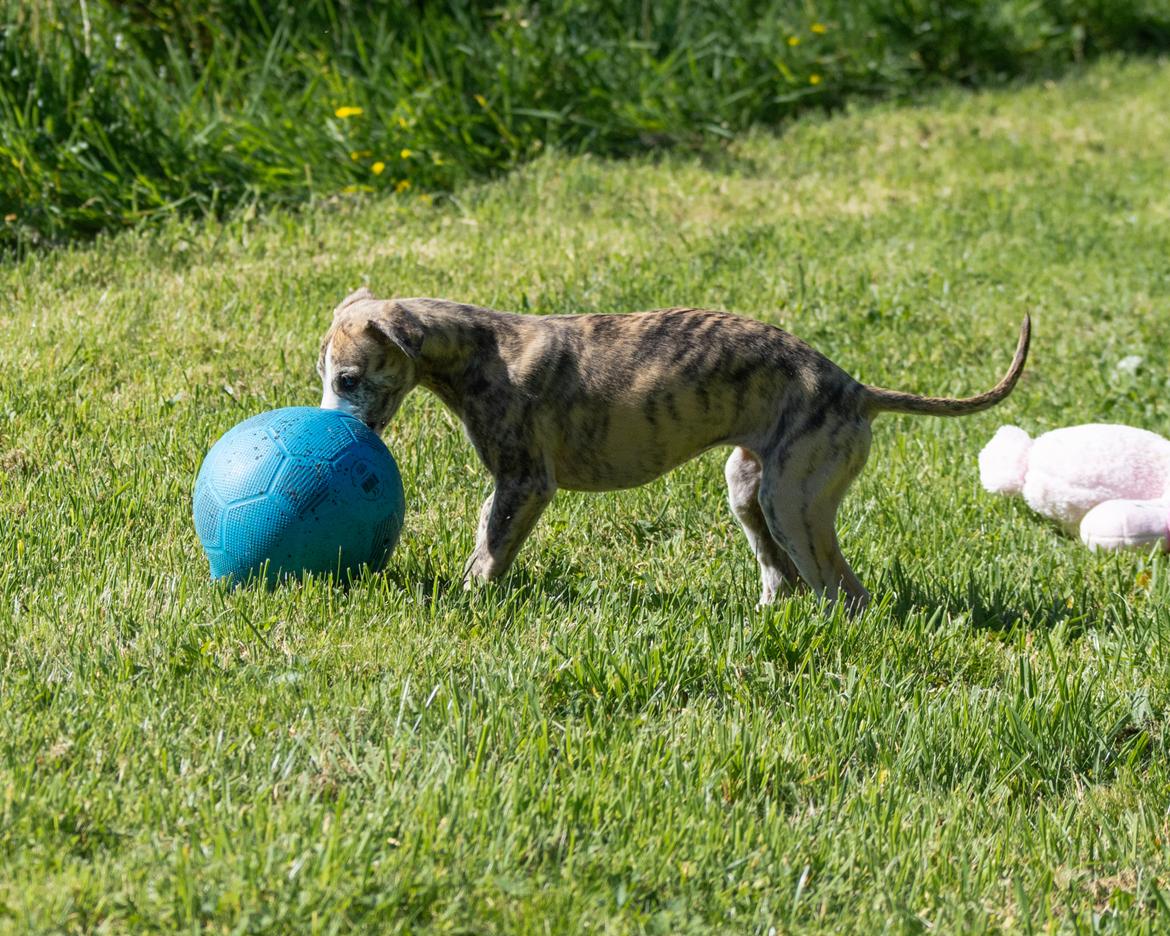 Whippet Jasmina - 10 uger gammel billede 6