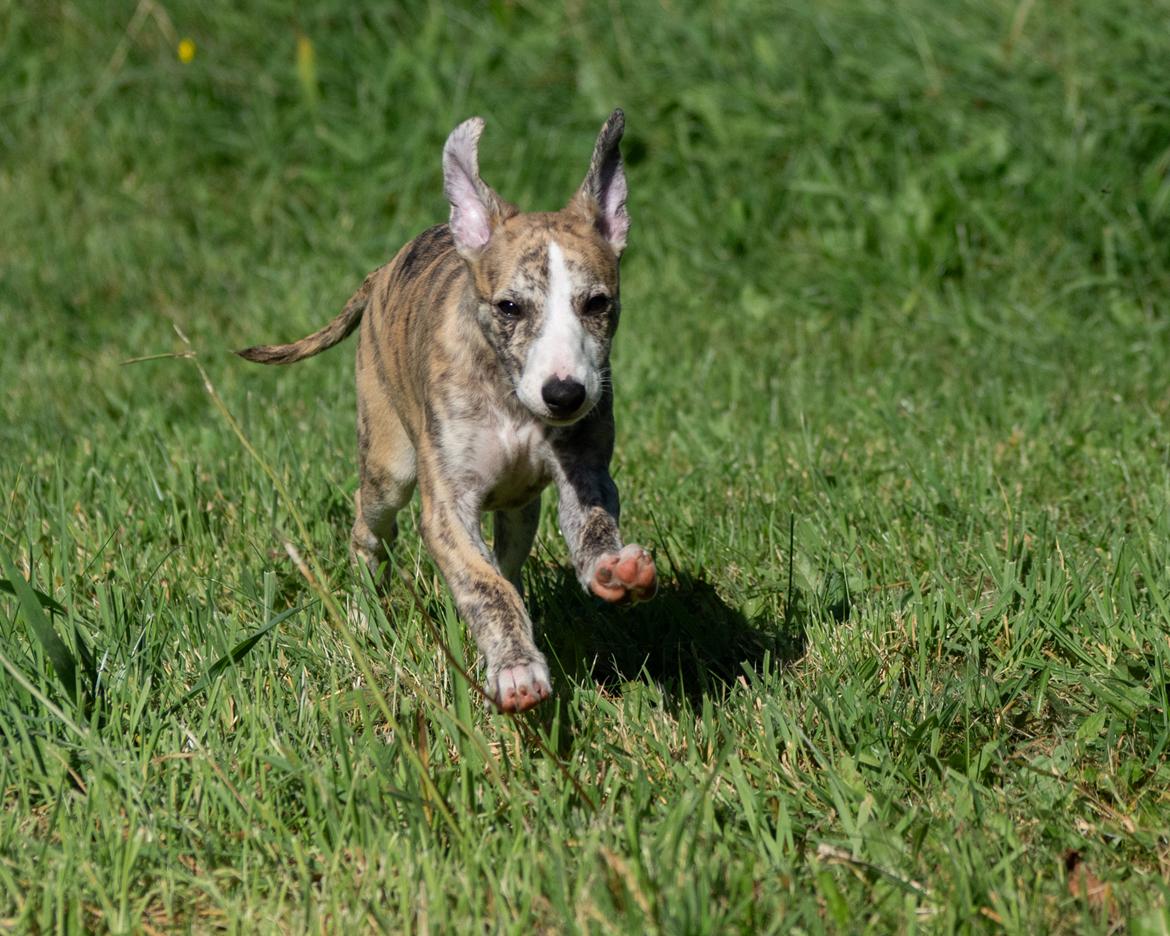 Whippet Jasmina - 10 uger gammel billede 3