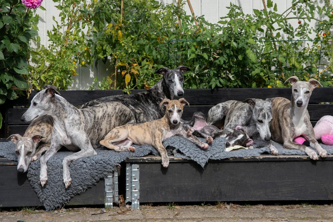 Whippet Jasmina - Jasmina og familien nyder solskinnet  billede 4