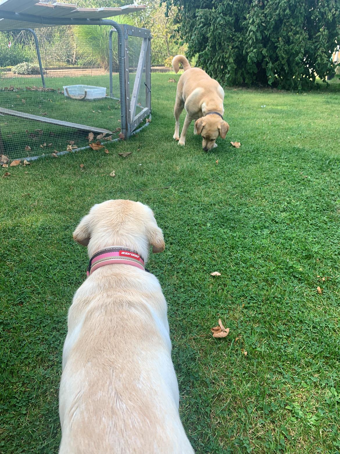 Labrador retriever Zitta (fodervært, servicehundeforningen) billede 2