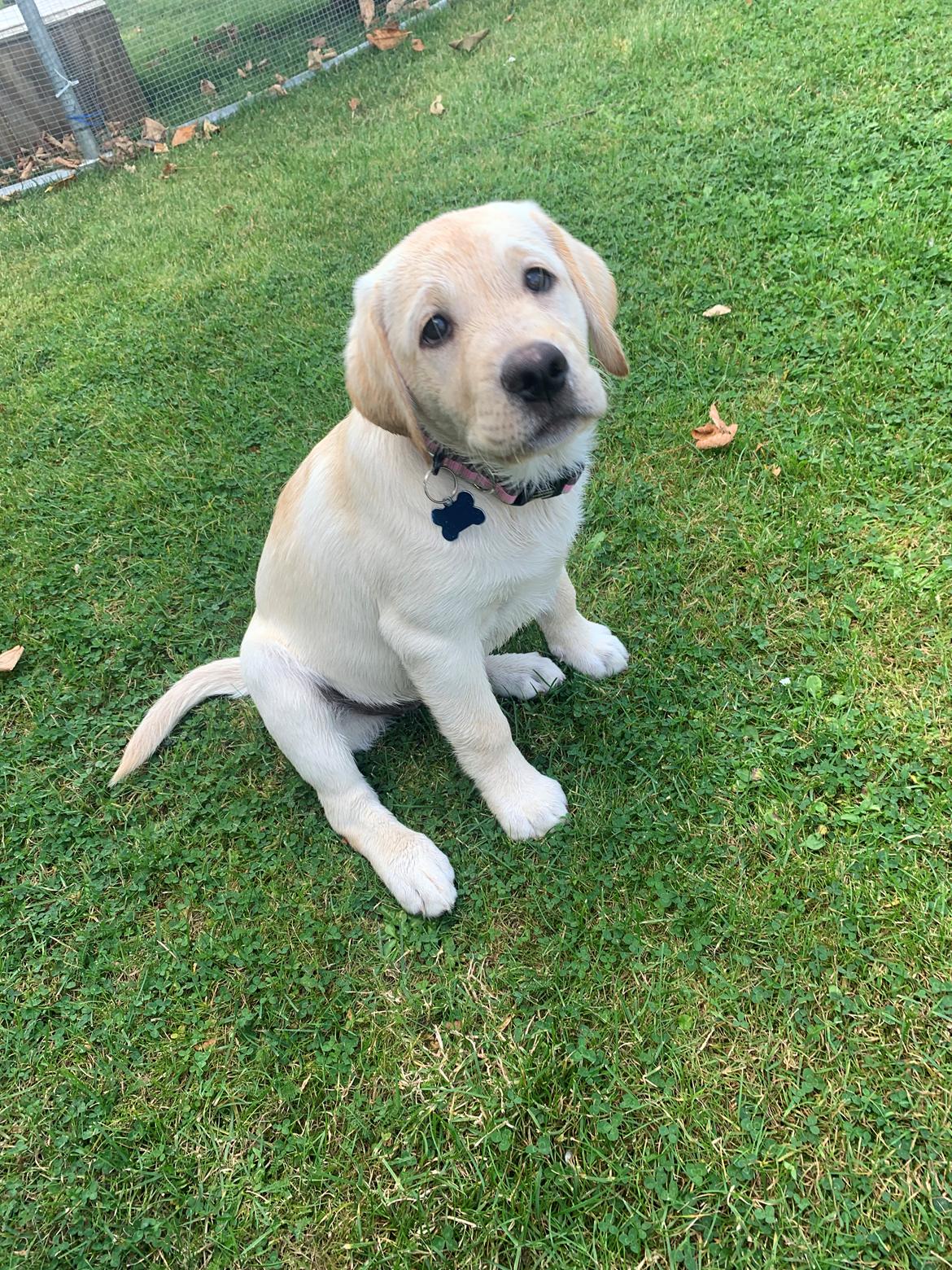 Labrador retriever Zitta (fodervært, servicehundeforningen) billede 1