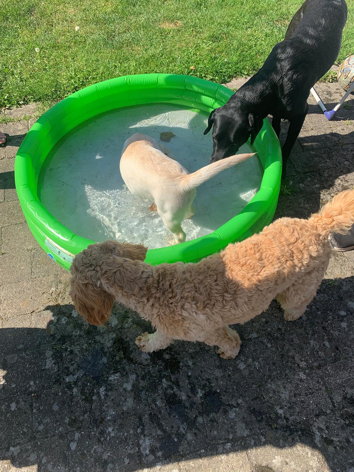 Labrador retriever Zitta (fodervært, servicehundeforningen) billede 3