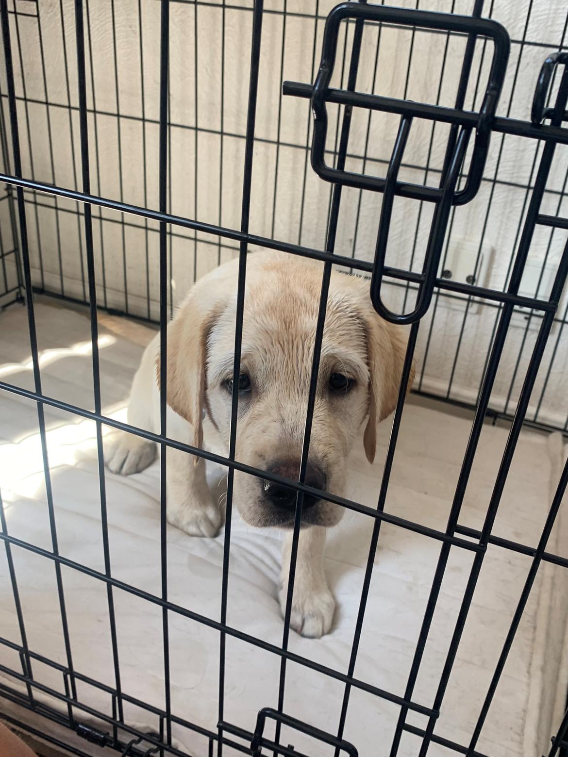 Labrador retriever Zitta (fodervært, servicehundeforningen) billede 5