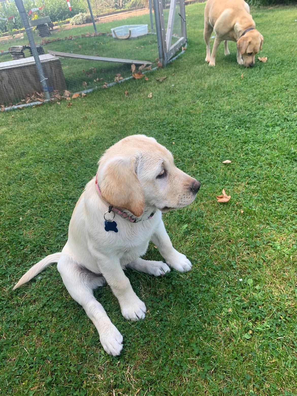 Labrador retriever Zitta (fodervært, servicehundeforningen) billede 4