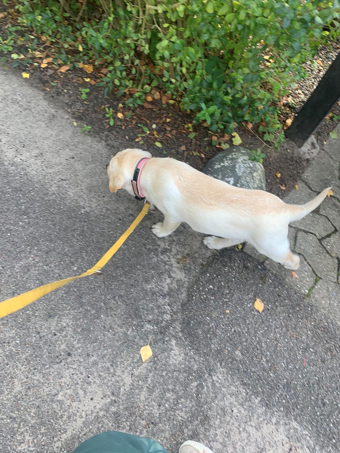 Labrador retriever Zitta (fodervært, servicehundeforningen) billede 7