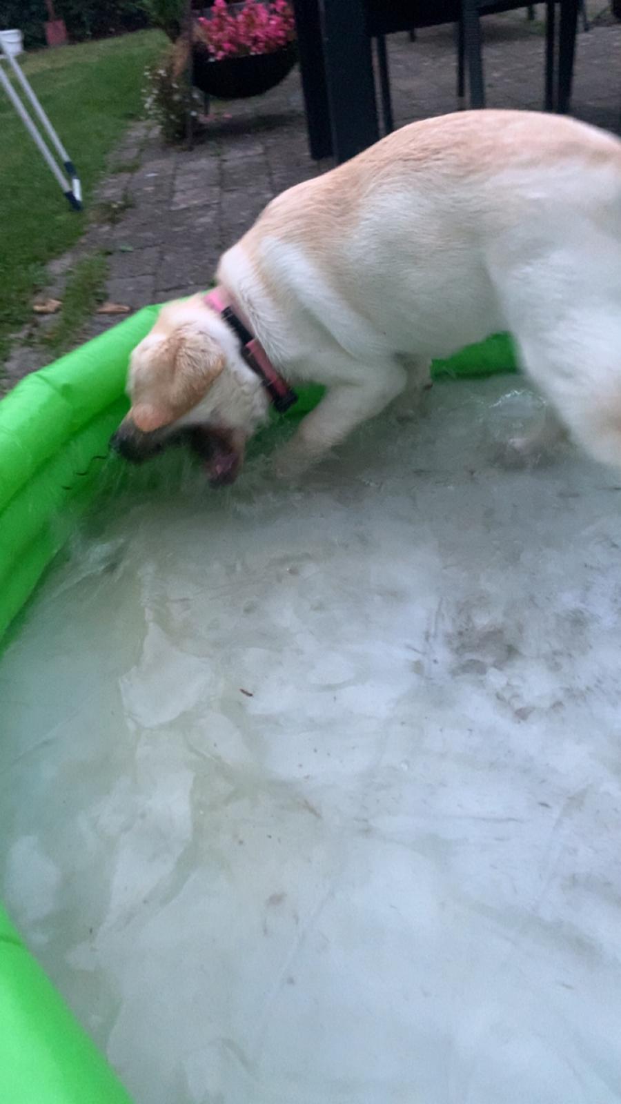 Labrador retriever Zitta (fodervært, servicehundeforningen) billede 10