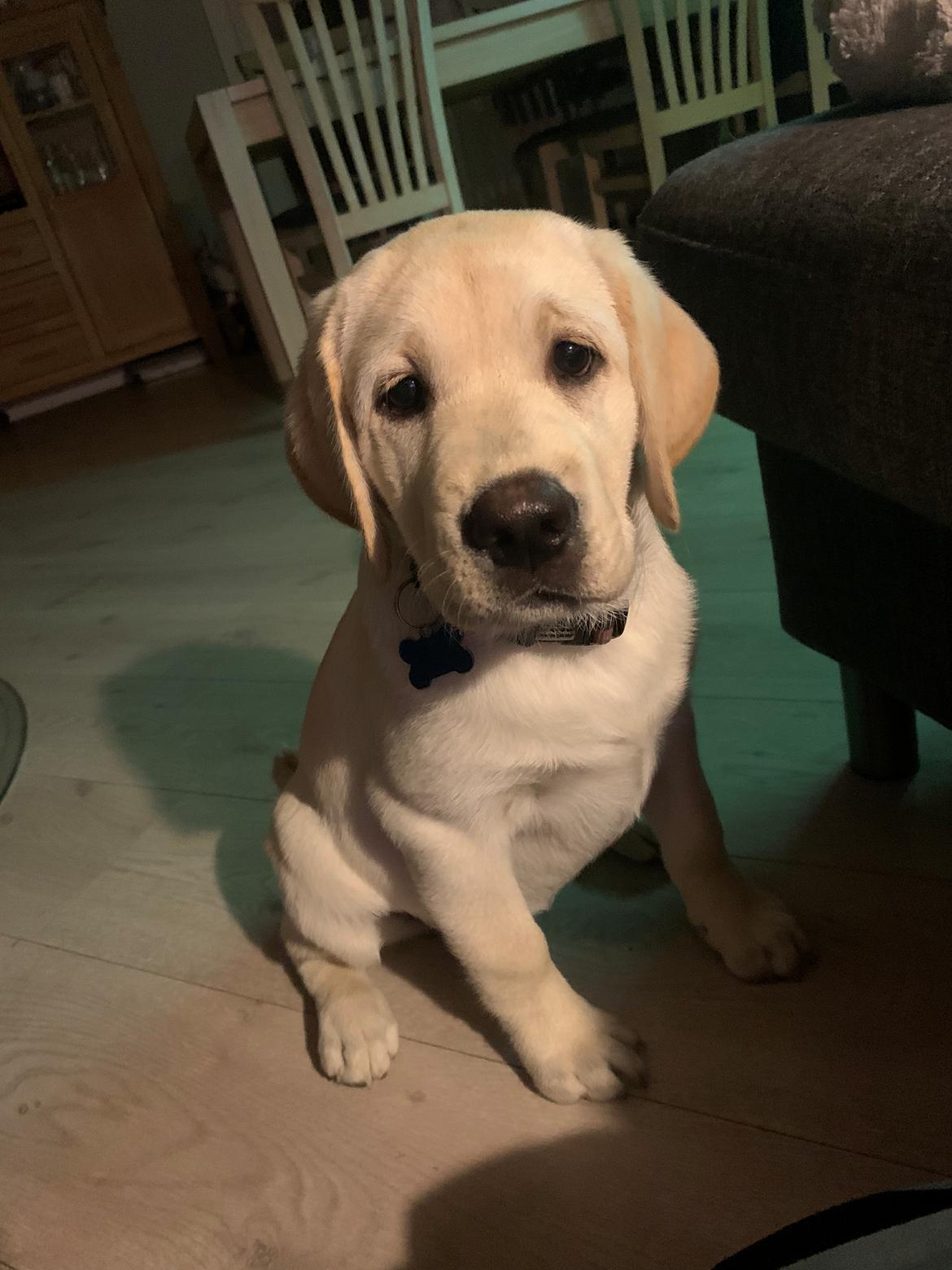 Labrador retriever Zitta (fodervært, servicehundeforningen) billede 11