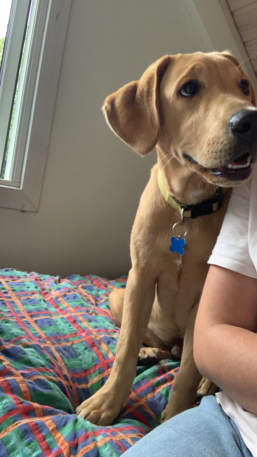 Labrador retriever Otto (servicehund , servicehundeforningen) billede 30