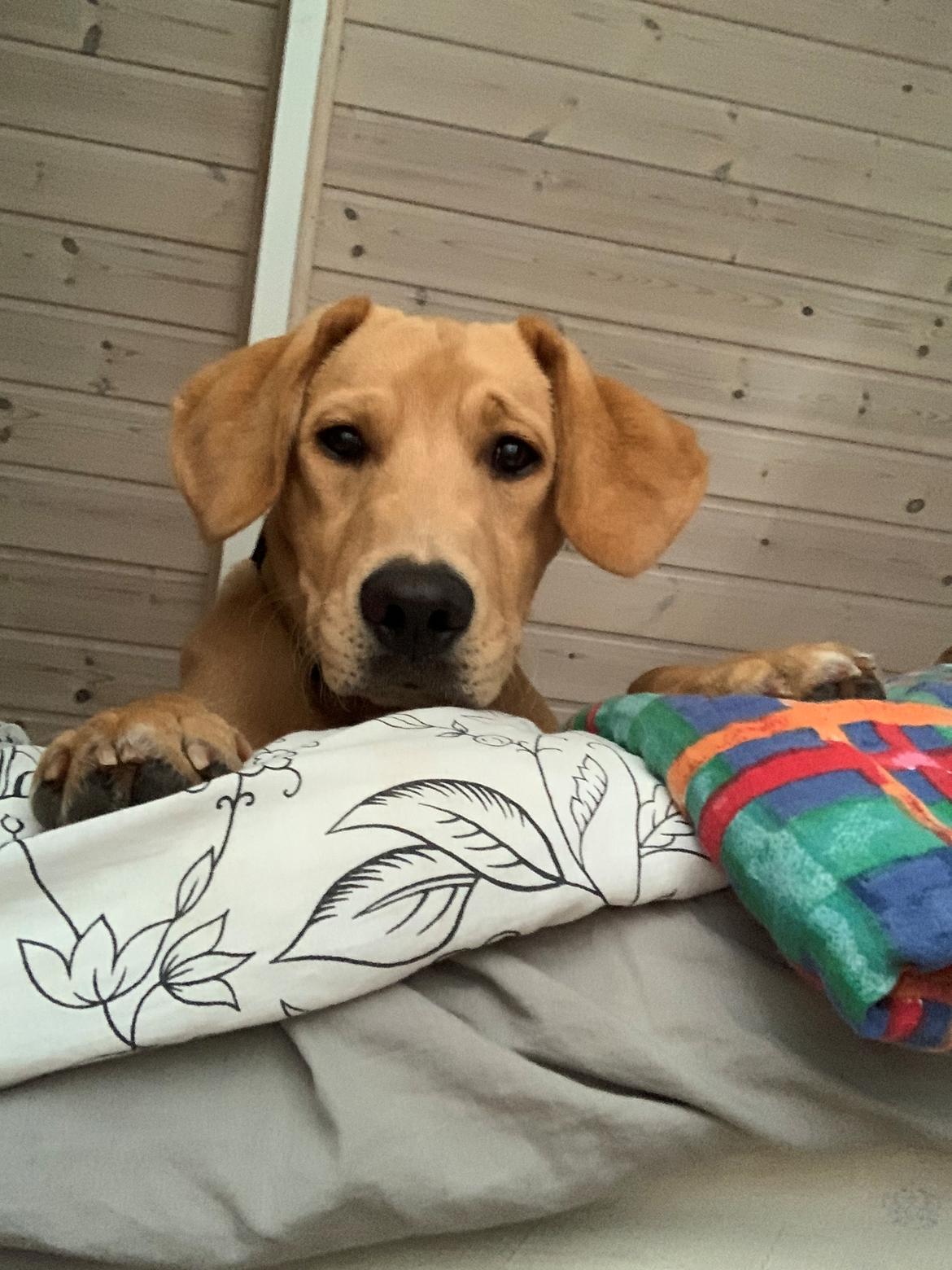 Labrador retriever Otto (servicehund , servicehundeforningen) billede 31