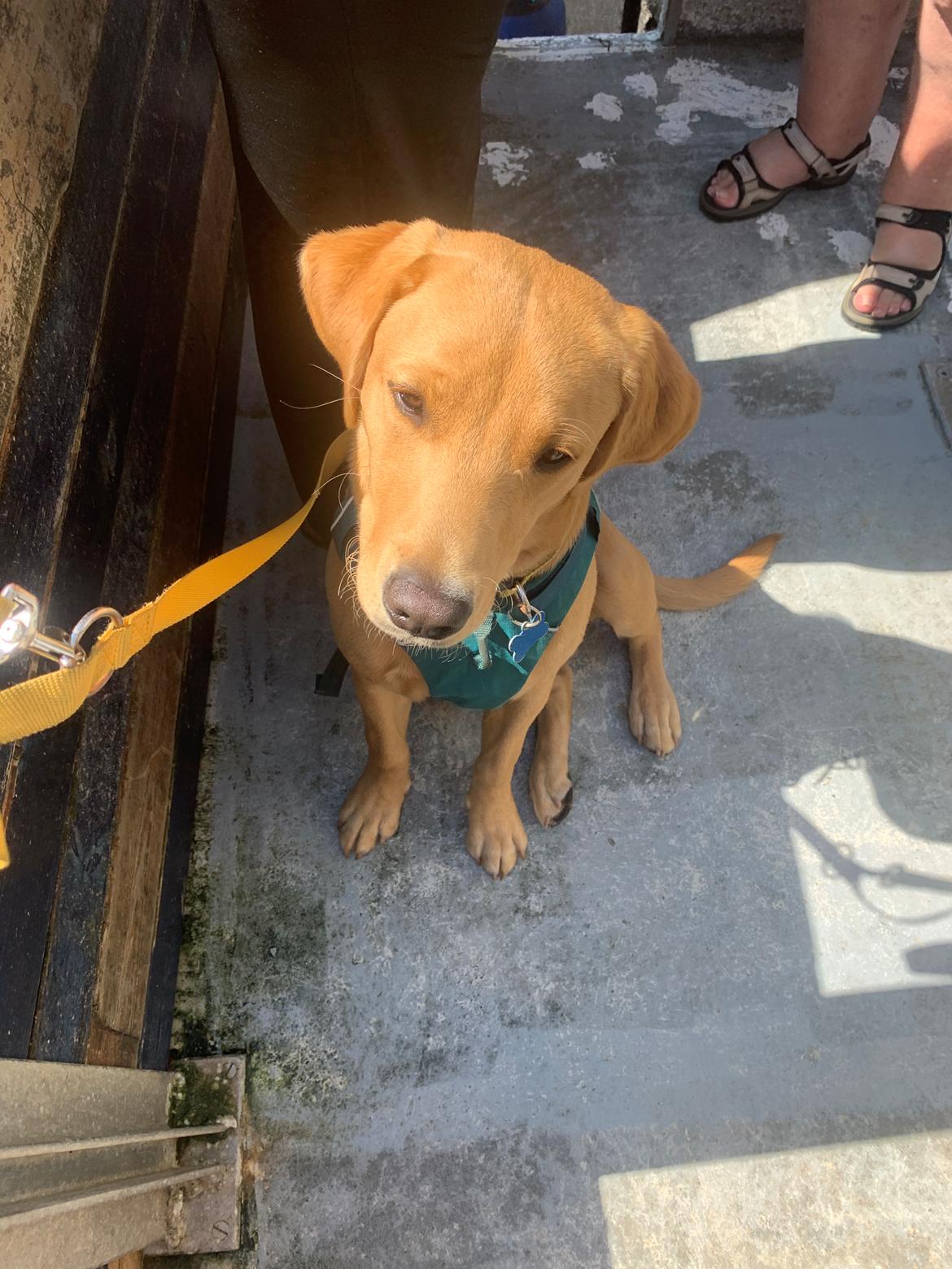 Labrador retriever Otto (servicehund , servicehundeforningen) billede 32