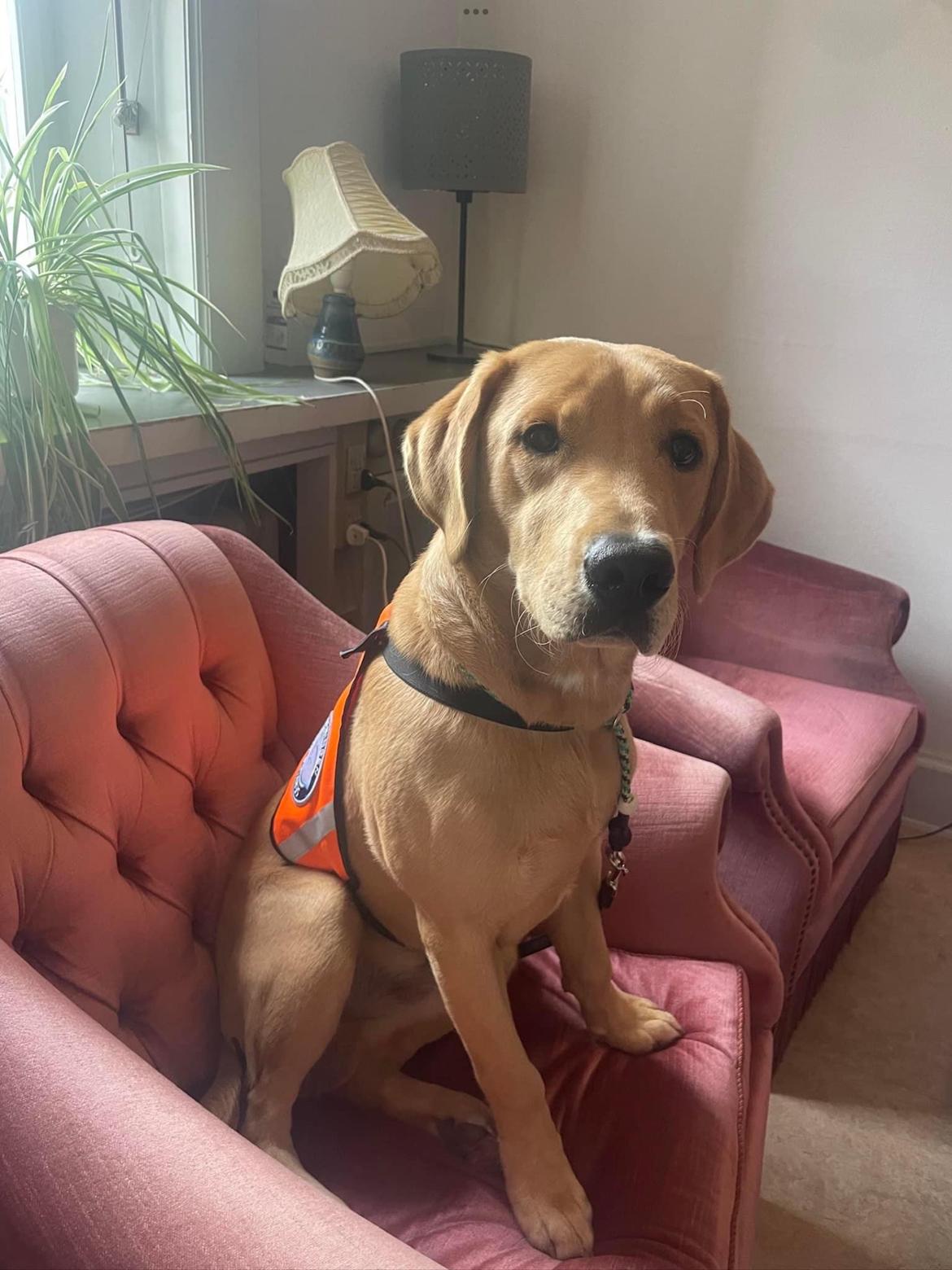 Labrador retriever Otto (servicehund , servicehundeforningen) billede 34