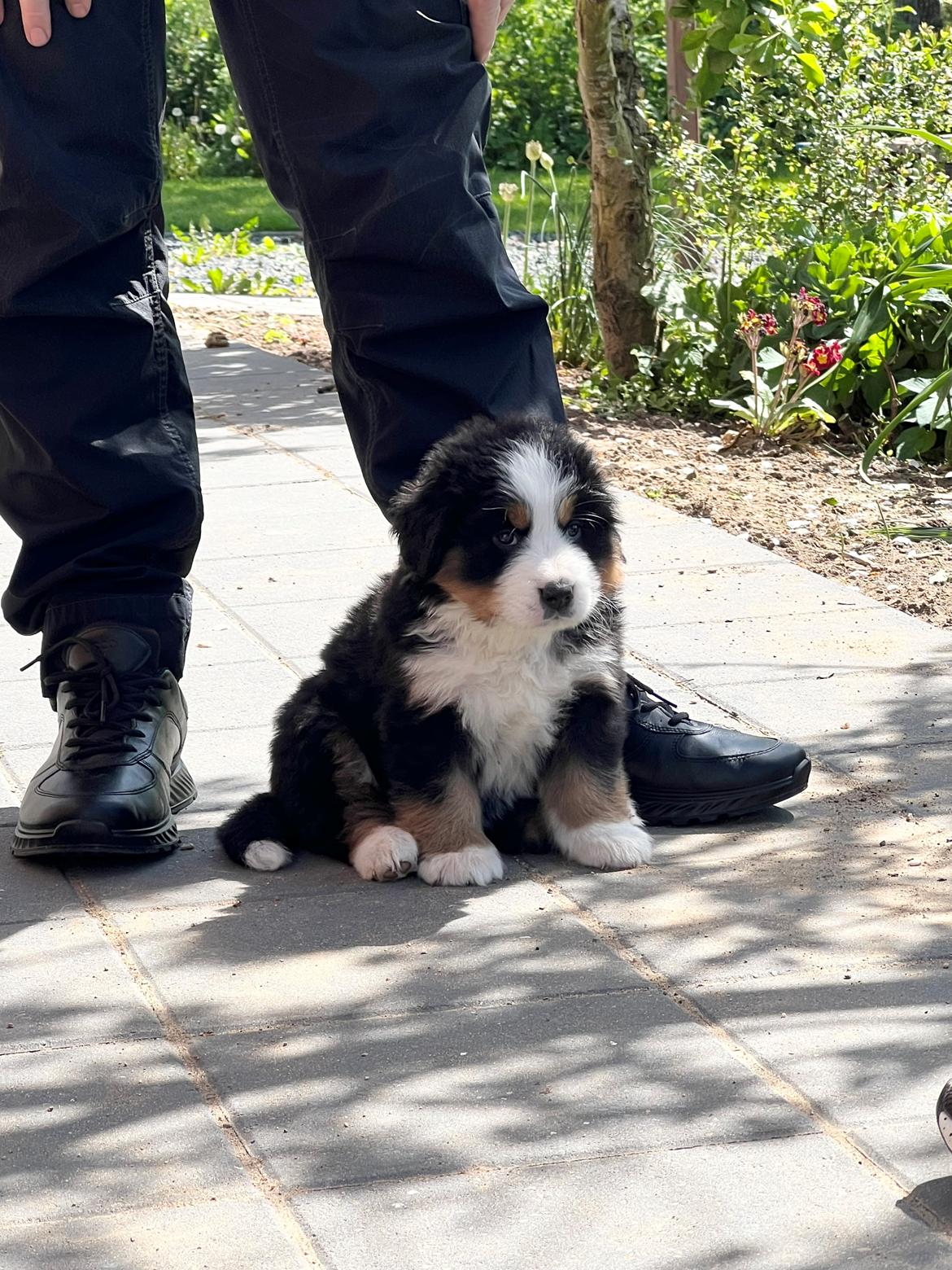 Berner sennenhund Merle billede 6