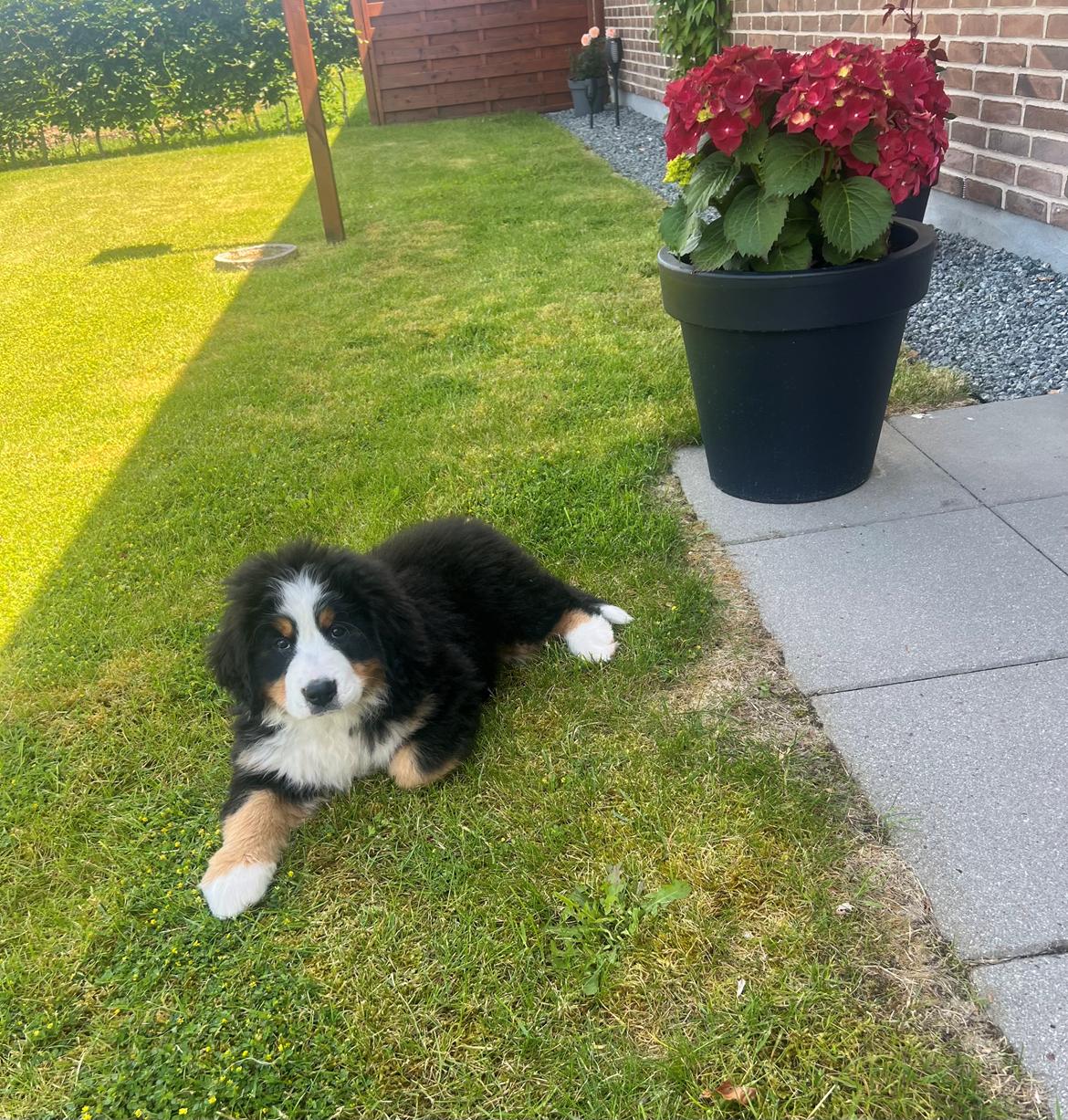 Berner sennenhund Merle billede 7