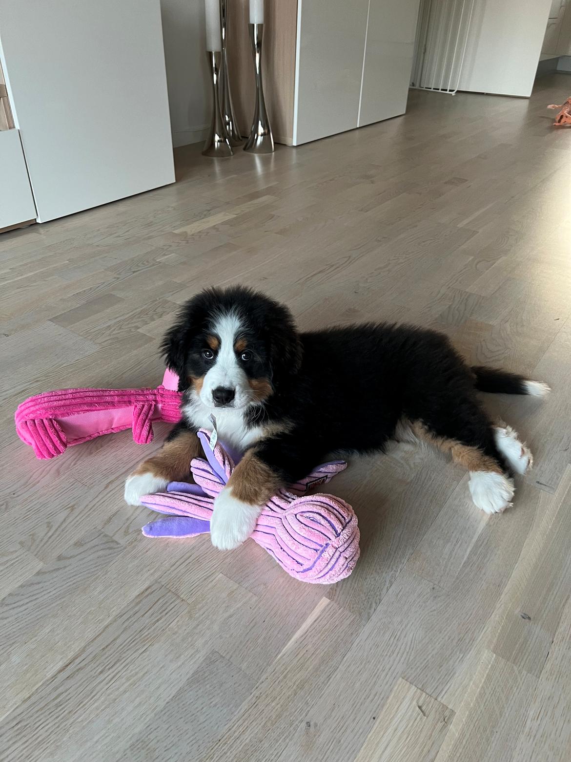 Berner sennenhund Merle billede 9