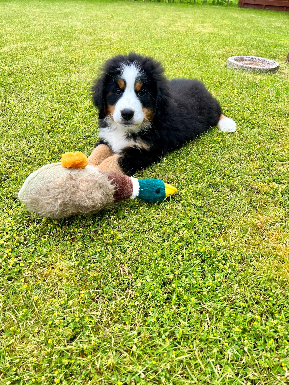 Berner sennenhund Merle billede 10