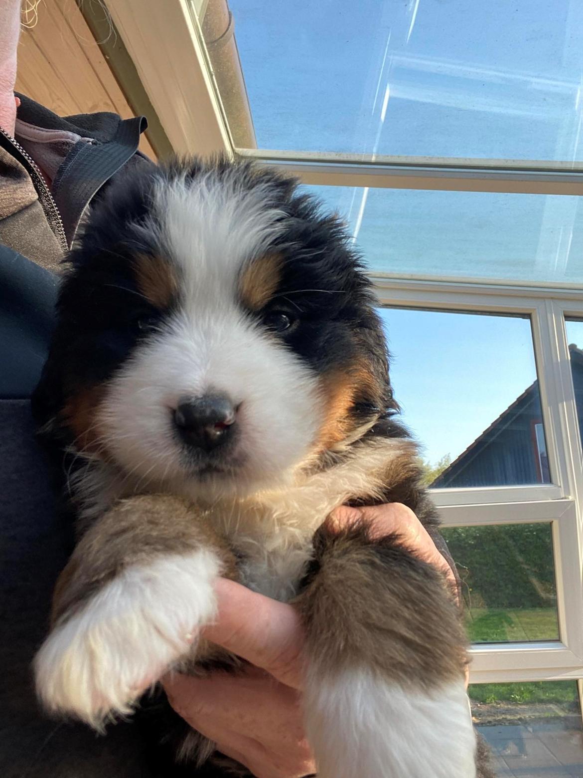 Berner sennenhund Merle billede 4