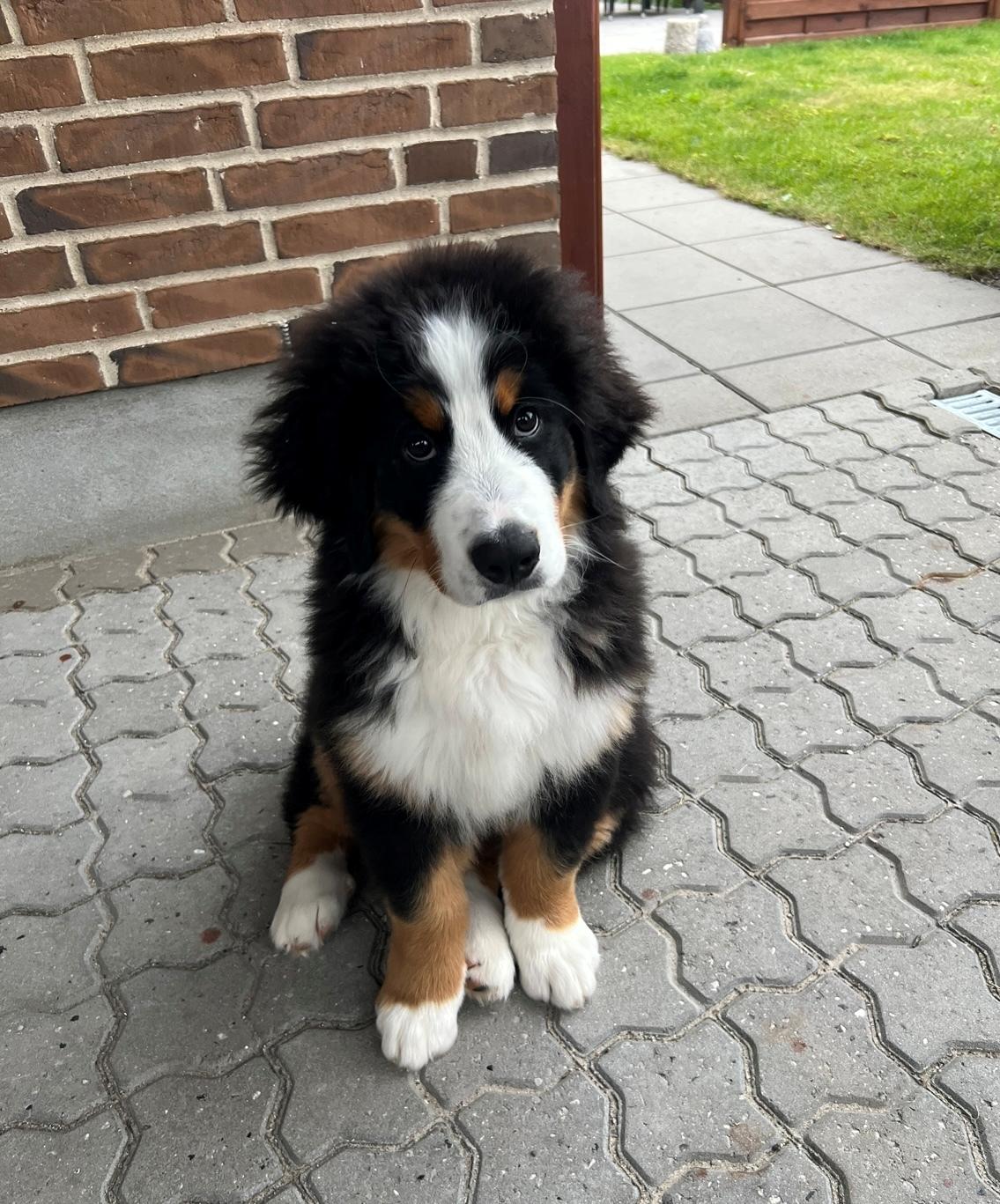 Berner sennenhund Merle billede 11