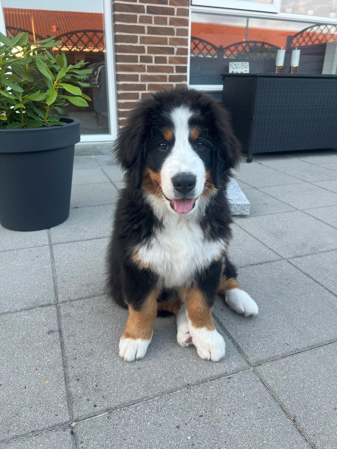 Berner sennenhund Merle billede 13