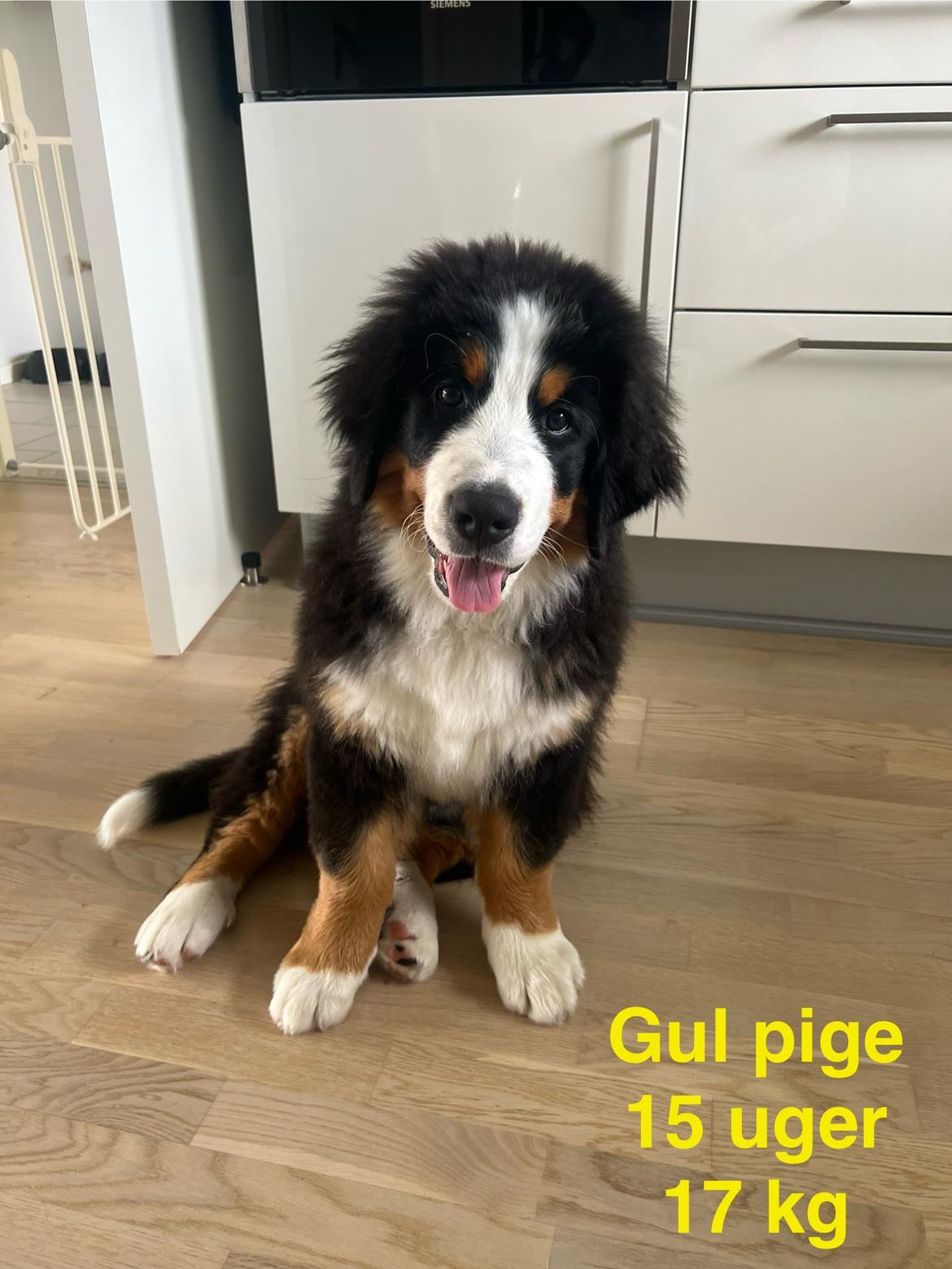 Berner sennenhund Merle billede 14