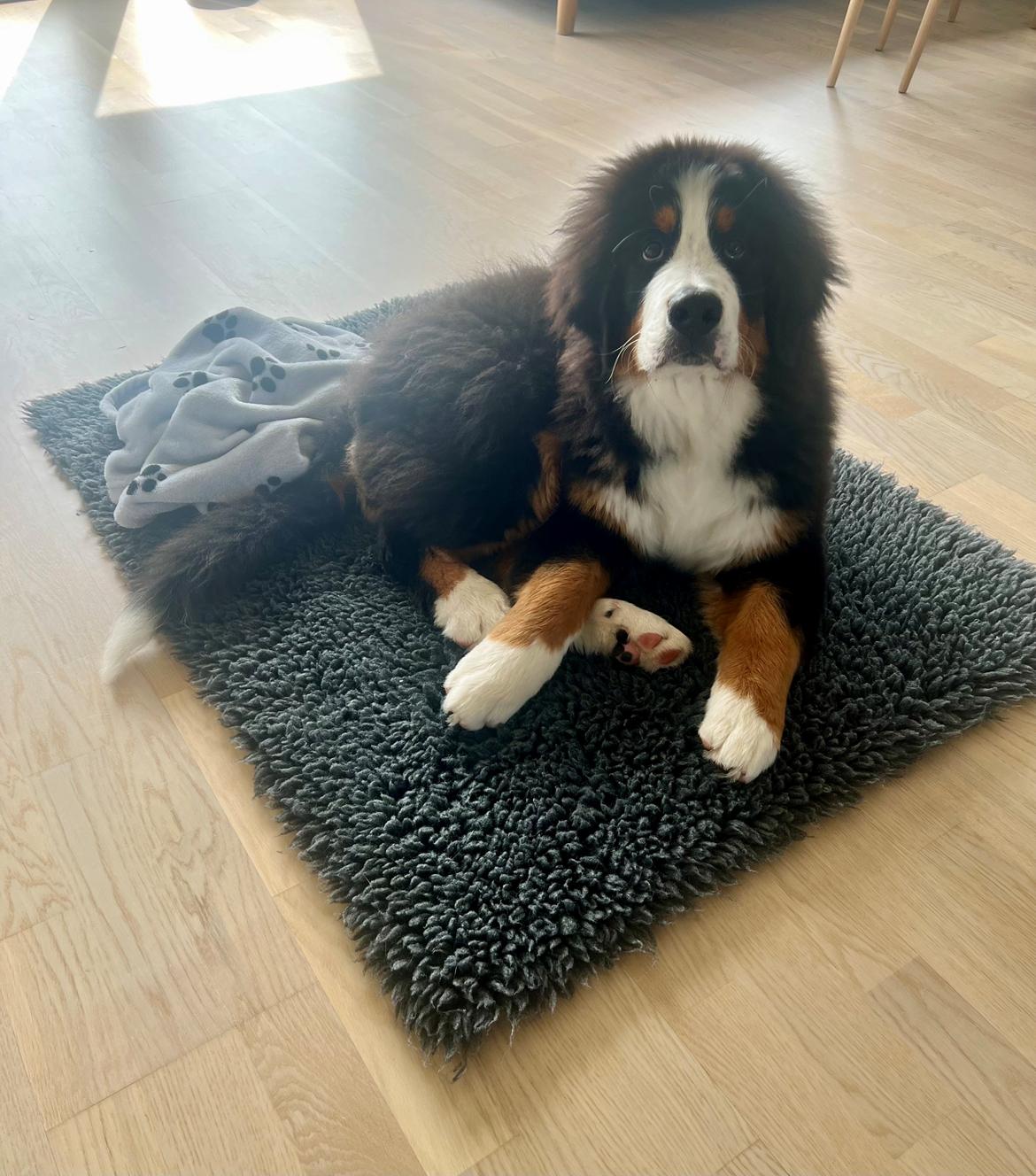 Berner sennenhund Merle billede 15