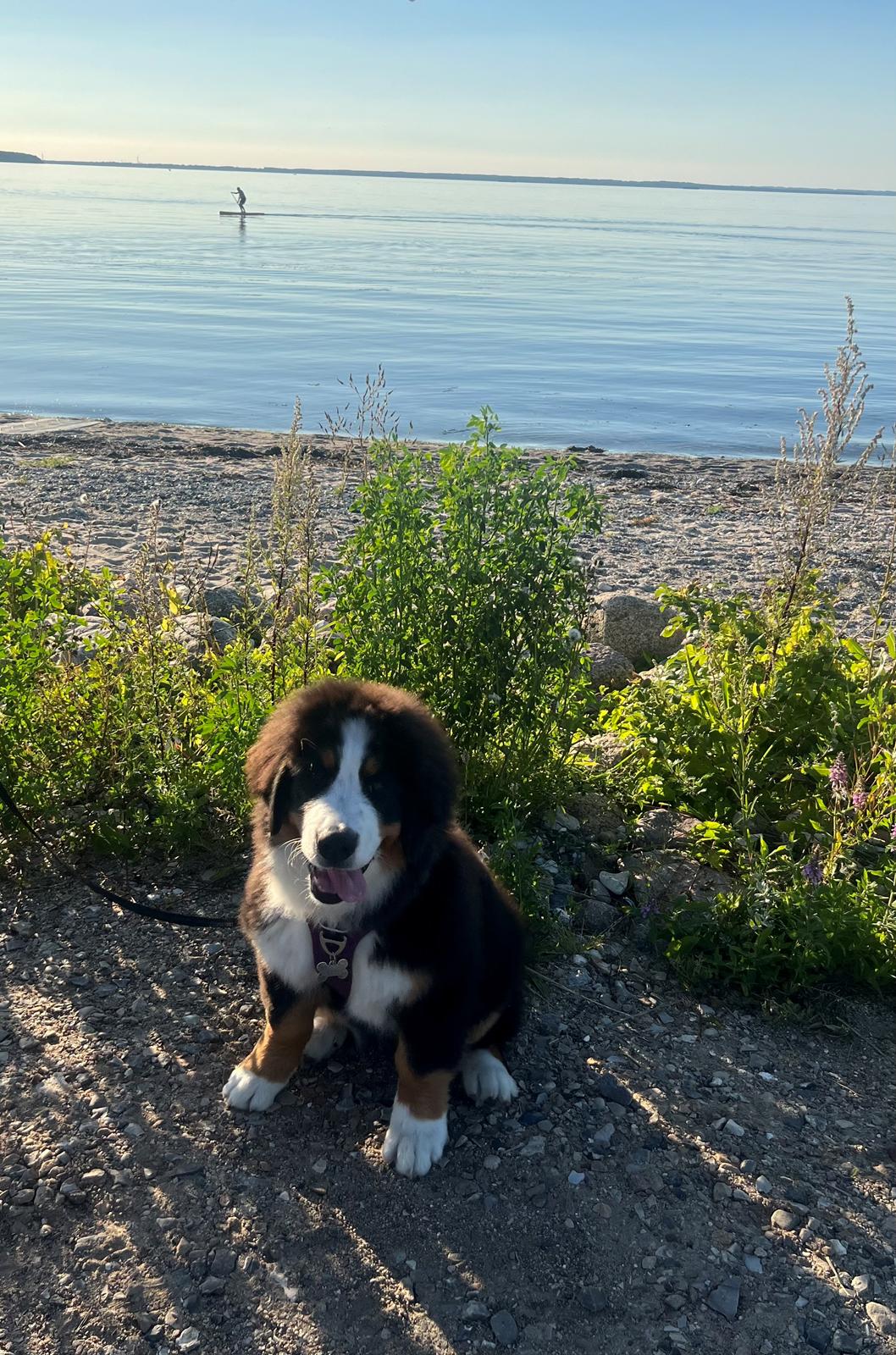 Berner sennenhund Merle billede 16