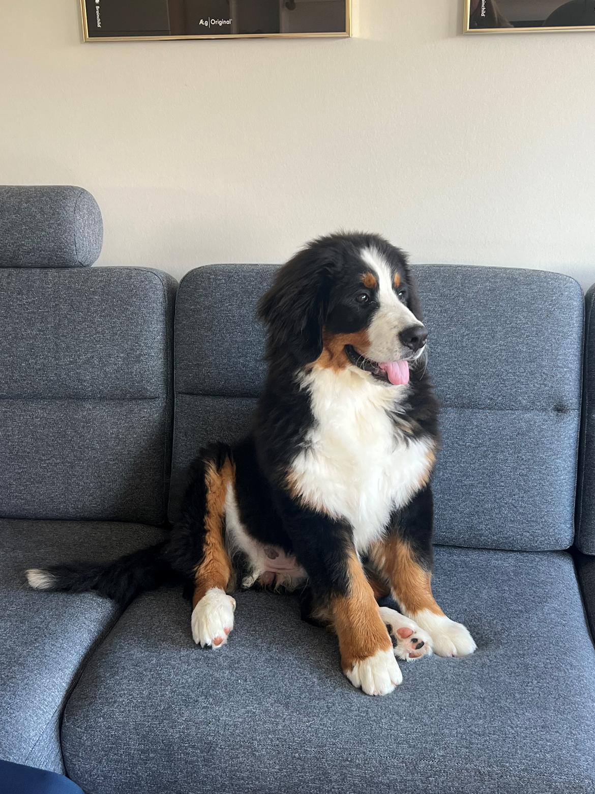 Berner sennenhund Merle billede 17