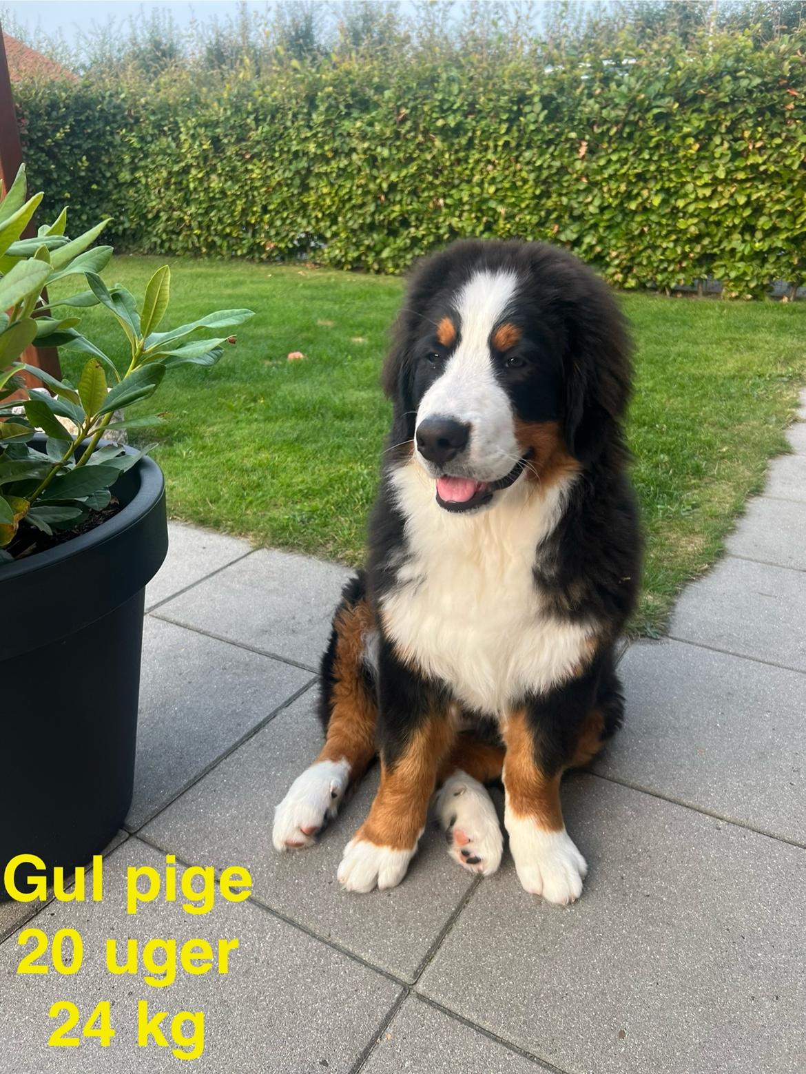 Berner sennenhund Merle billede 18