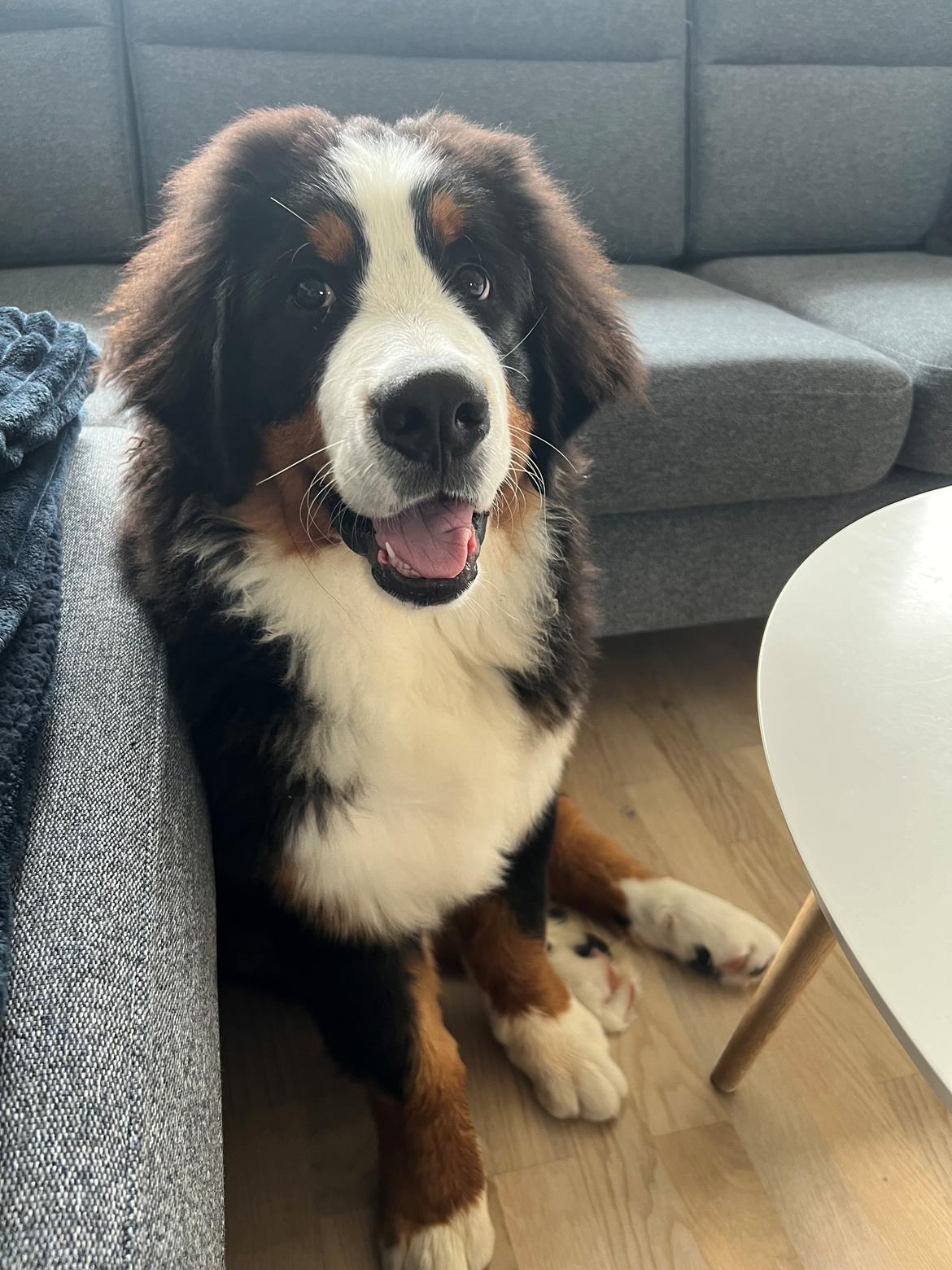 Berner sennenhund Merle billede 19