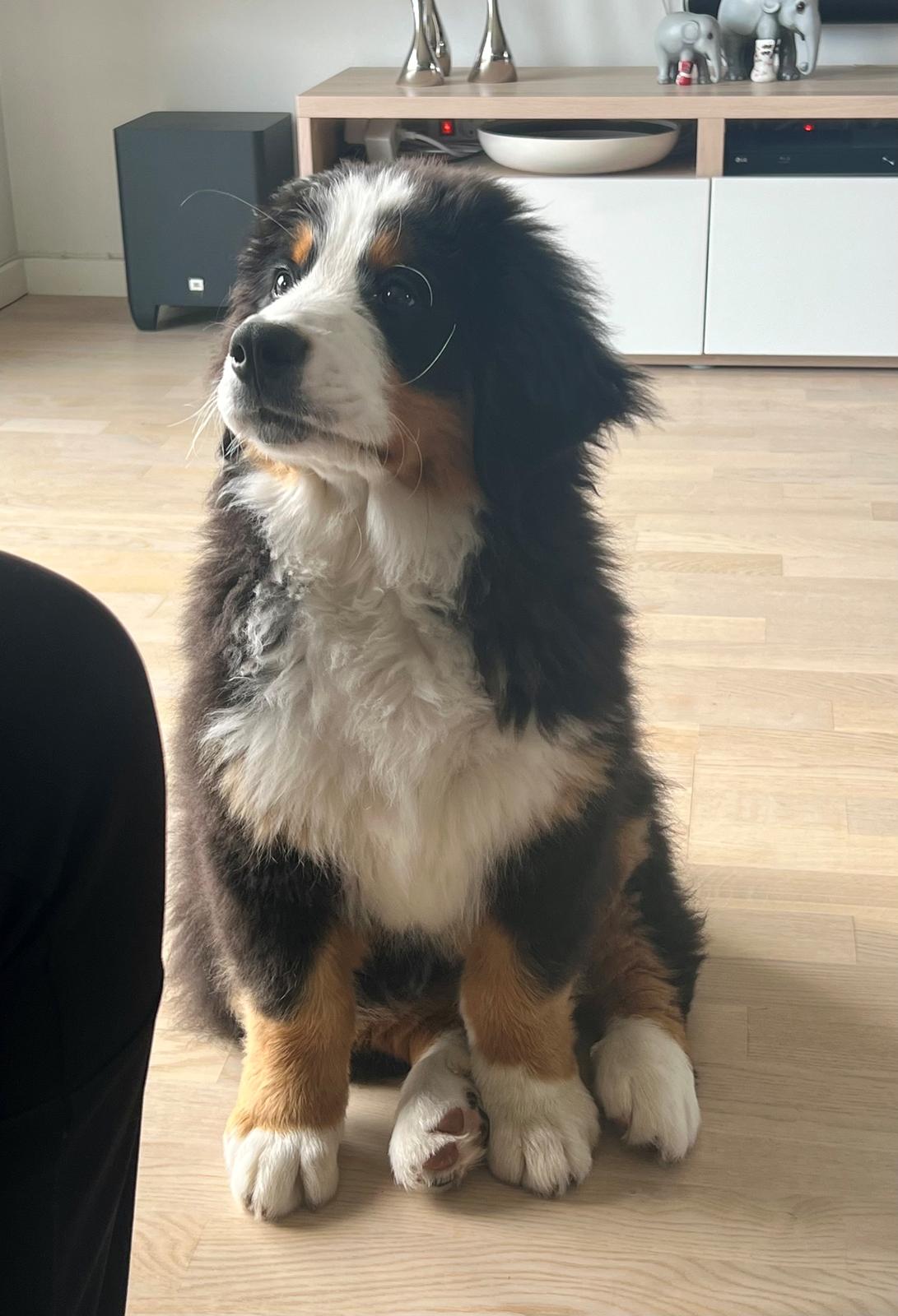 Berner sennenhund Merle billede 12