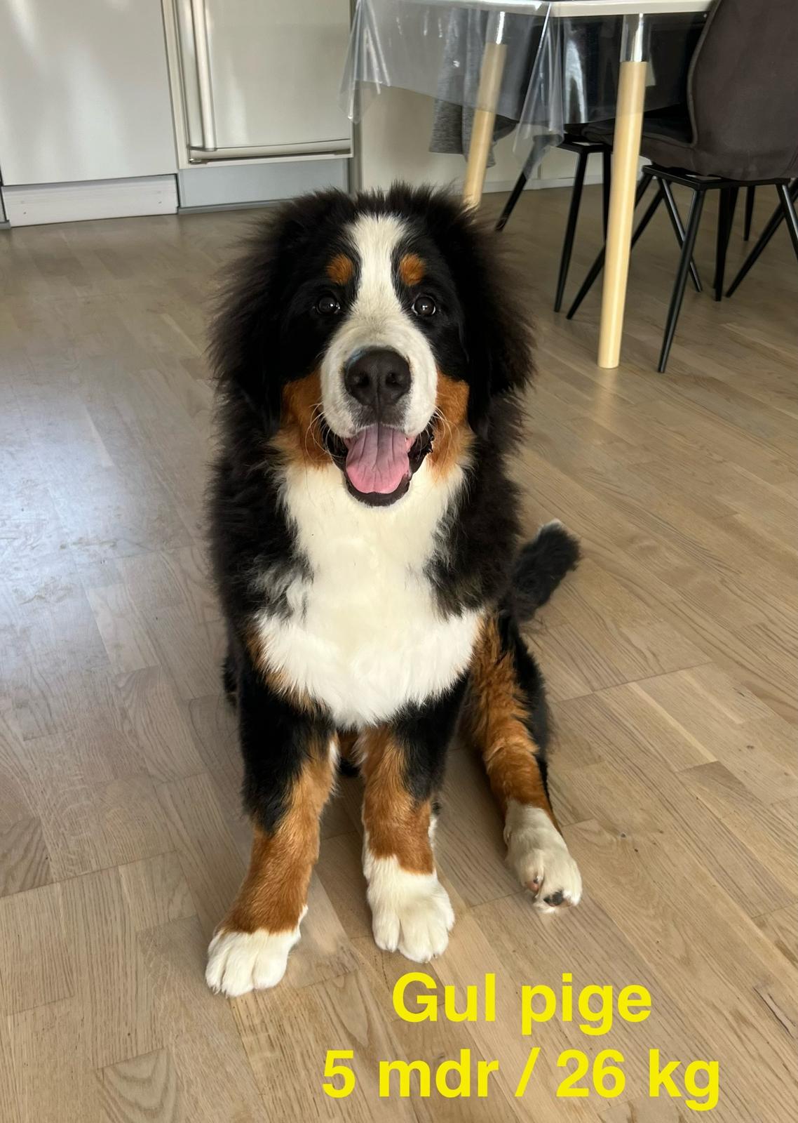 Berner sennenhund Merle billede 20