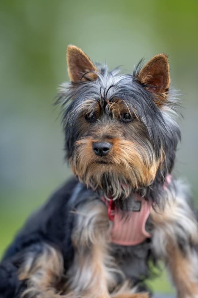 Australian silky terrier Rasholm’s Athena billede 6