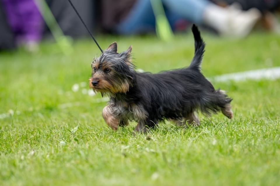 Australian silky terrier Rasholm’s Athena billede 7