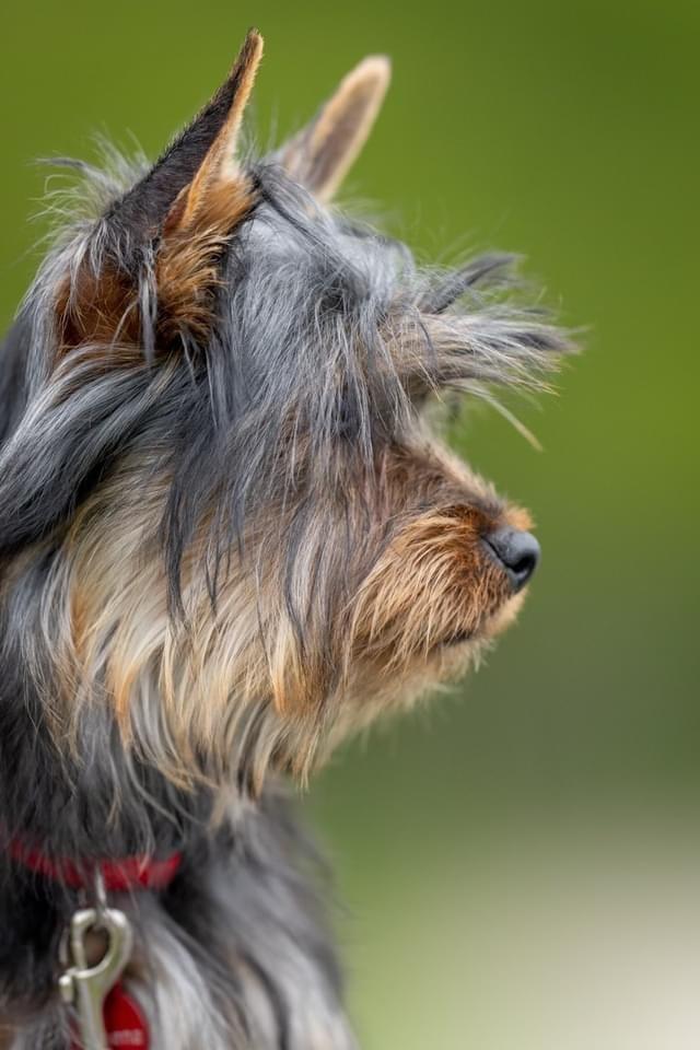 Australian silky terrier Rasholm’s Athena billede 9