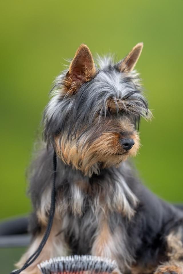 Australian silky terrier Rasholm’s Athena billede 10