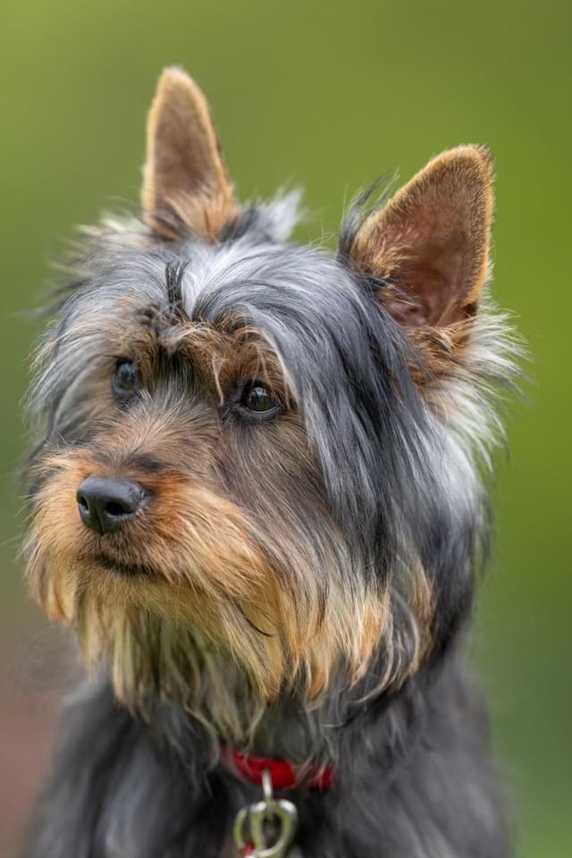 Australian silky terrier Rasholm’s Athena billede 11