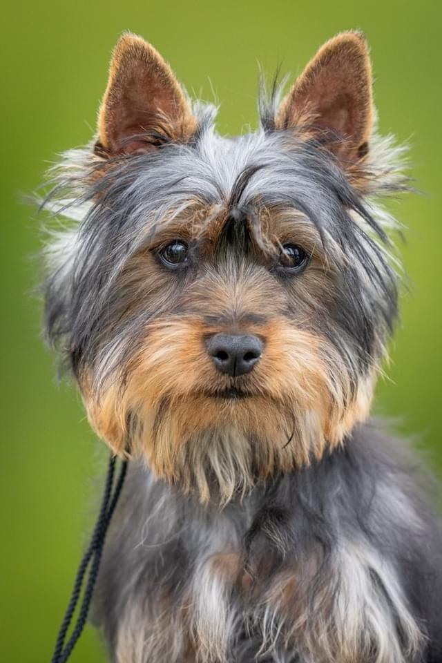 Australian silky terrier Rasholm’s Athena billede 8