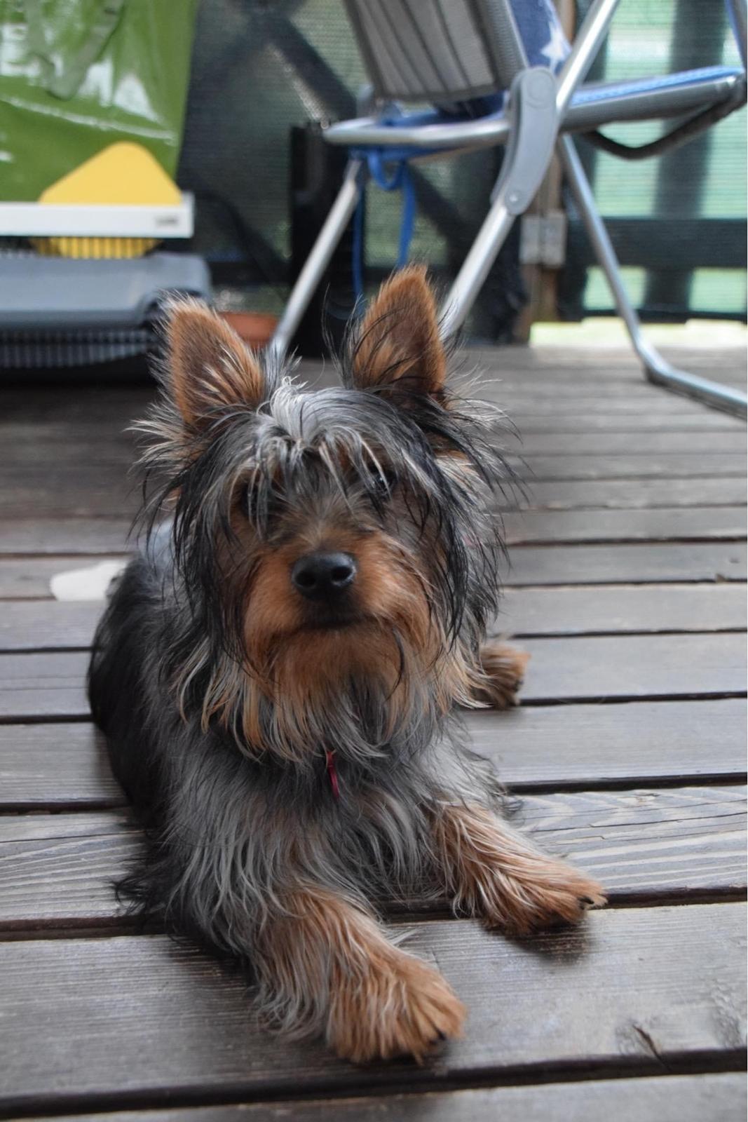 Australian silky terrier Rasholm’s Athena billede 2