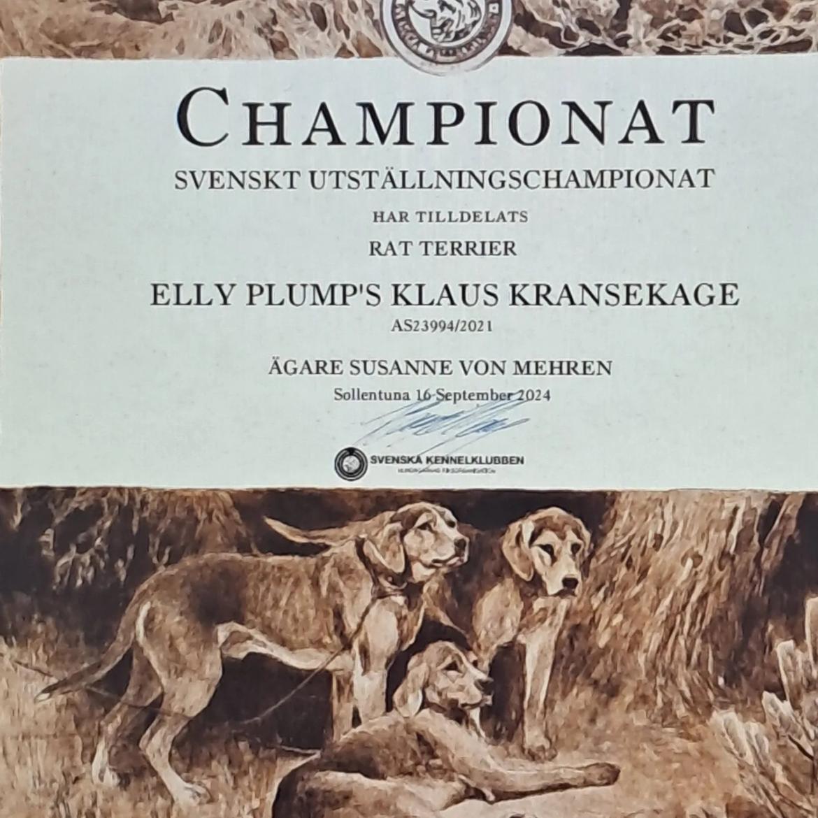 Rat Terrier ELLY PLUMP´S KLAUS KRANSEKAGE billede 11