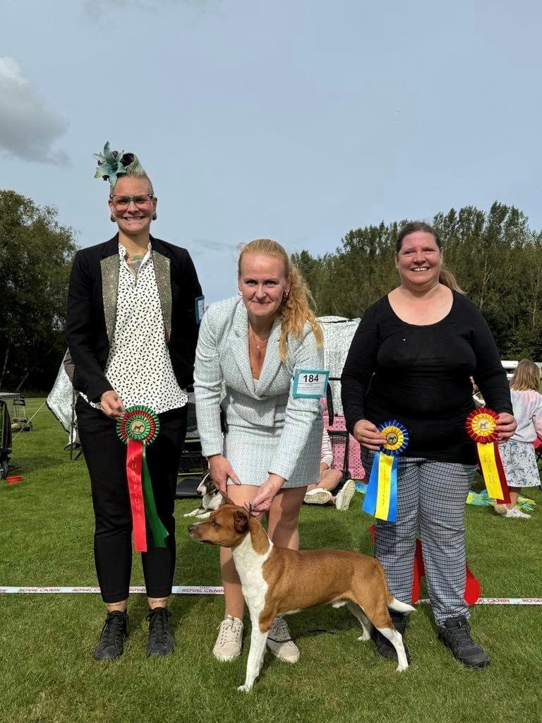 Rat Terrier ELLY PLUMP´S KLAUS KRANSEKAGE billede 2