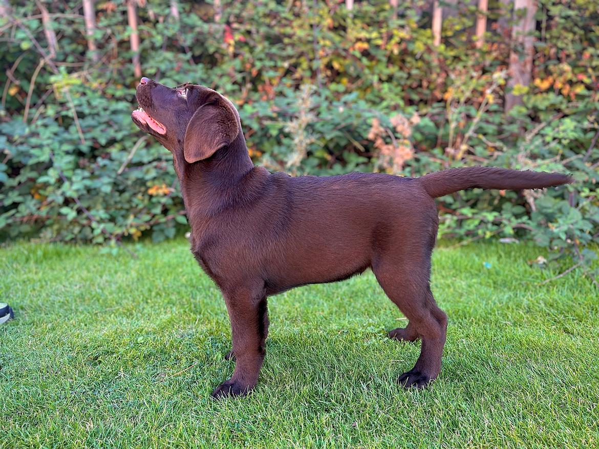 Labrador retriever Junior (Herkules) billede 2