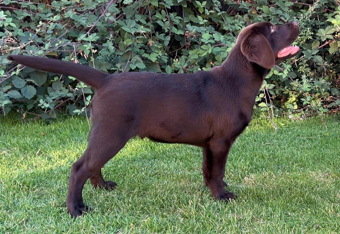 Labrador retriever Junior (Herkules) billede 1