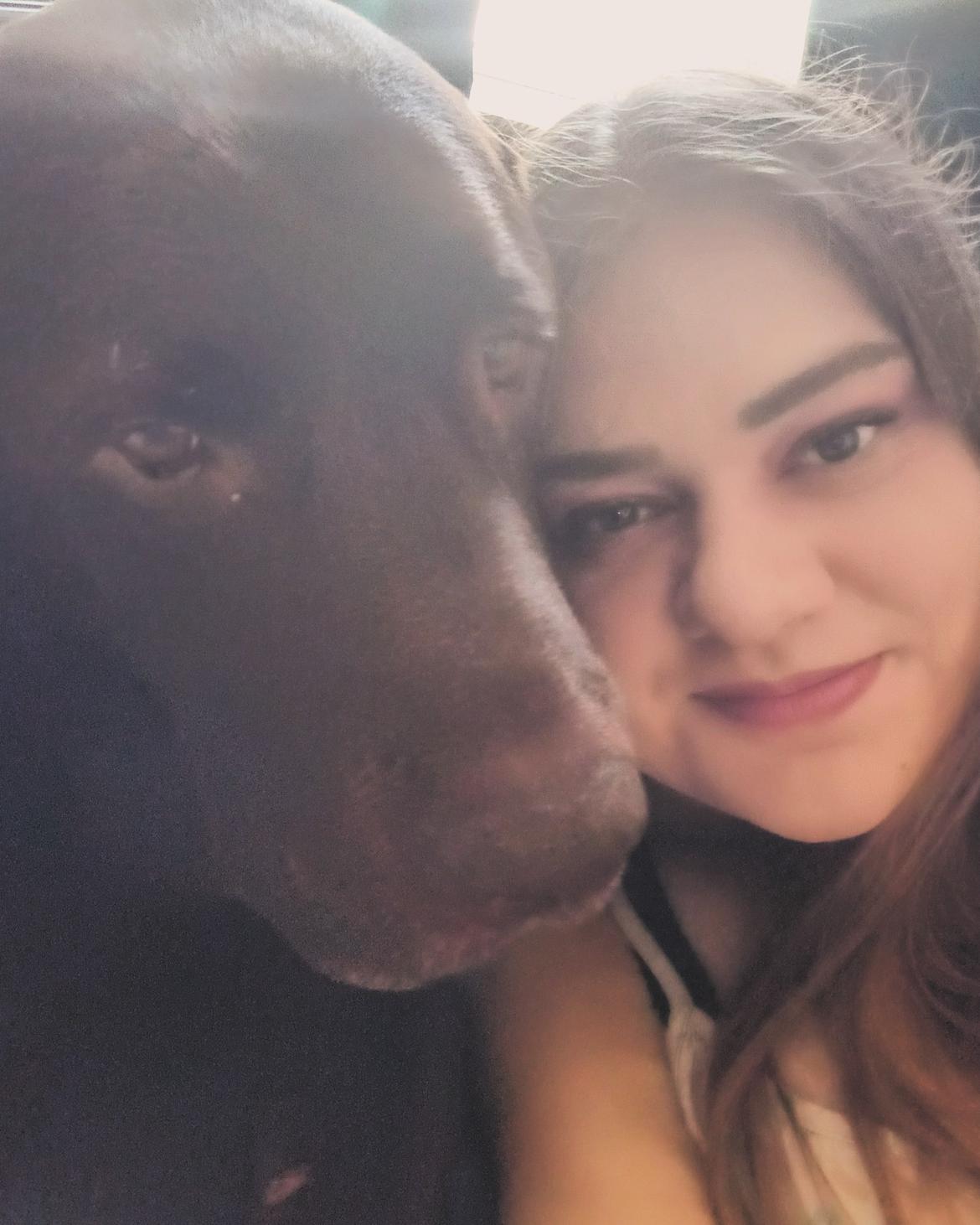 Labrador retriever Cody billede 27