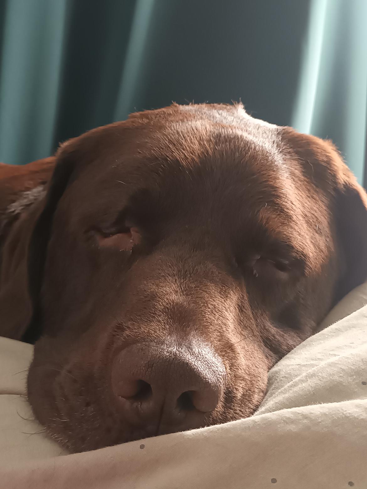 Labrador retriever Cody billede 48