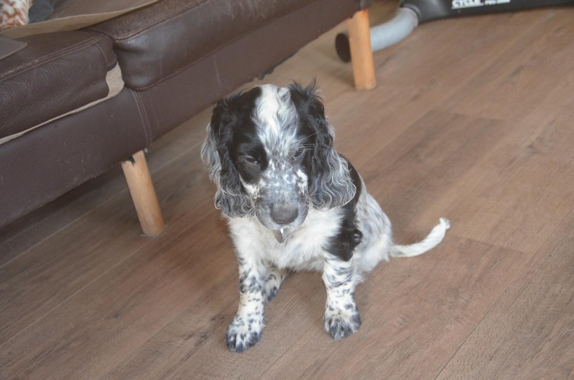 Cocker spaniel Nana billede 3